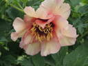 Ariadne peony photo