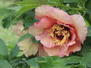 Ariadne peony photo