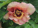 Ariadne peony photo