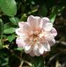 O27 P25 rose photo