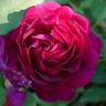 Rosengarten Zweibrücken rose photo