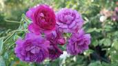 Rosengarten Zweibrücken rose photo