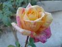 Abhisarika rose photo