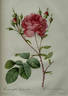 Cumberland rose photo