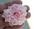 O27 P48 rose photo