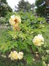 Age of Gold peony photo
