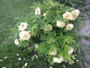 Age of Gold peony photo