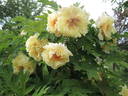 Age of Gold peony photo