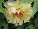 Age of Gold peony photo