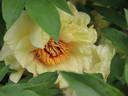 Age of Gold peony photo