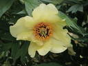 Amber Moon peony photo