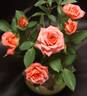 Autumn Kiss rose photo