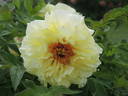 Arcadia peony photo