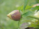 Arcadia peony photo