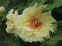Arcadia peony photo