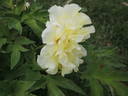 Arcadia peony photo