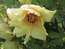 Canary peony photo