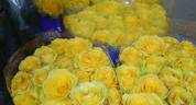 Ilios rose photo