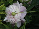 Madame Emile Débatène peony photo