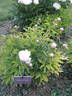 Marie Crousse peony photo