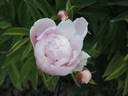 Marie Crousse peony photo
