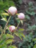 Marie Crousse peony photo