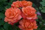 Ablaze rose photo