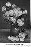 Lady Emily Peel rose photo