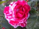 22A-04 rose photo