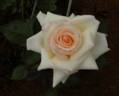 Starlight Cream rose photo