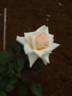 Starlight Cream rose photo