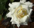 Starlight Cream rose photo