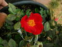 L56-1 rose photo