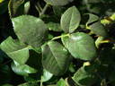 L56-1 rose photo