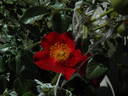 L56-1 rose photo