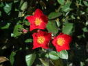 L56-1 rose photo