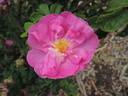The French Strumpet rose photo