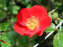 L56-1 rose photo