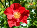 L56-1 rose photo