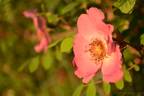 <i>Rosa sweginzowii</i> 'Macrocarpa' rose photo