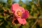 <i>Rosa sweginzowii</i> 'Macrocarpa' rose photo