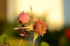 <i>Rosa sweginzowii</i> 'Macrocarpa' rose photo