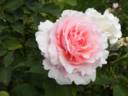 Pink Carnation rose photo