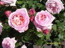 Vertigo rose photo