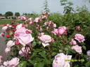 Vertigo rose photo