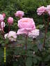 Vertigo rose photo