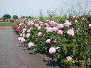 Vertigo rose photo