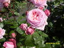 Vertigo rose photo