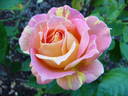 Paul Cézanne ® rose photo