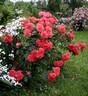 Uetersens Rosenkönigin rose photo